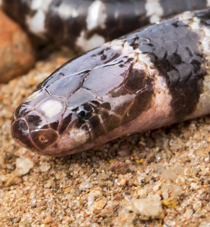 Bandy Bandy Snake