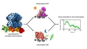 Transcription control