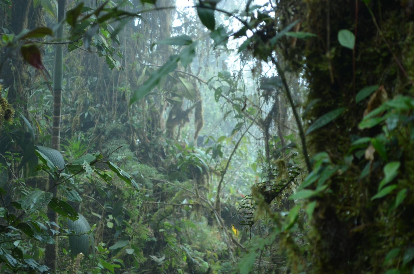 High Elevation Tropical Site in Colombia