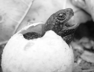Common Snapping Turtle