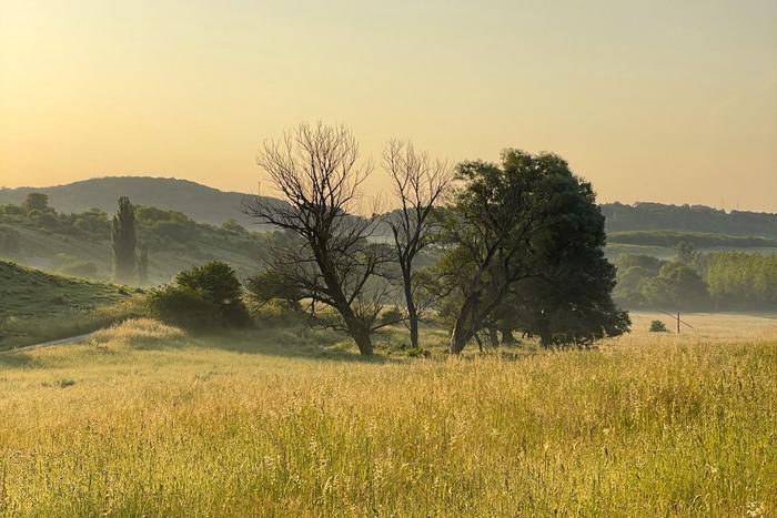 Forest edge near Tatabánya, Hungary