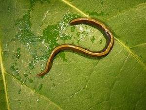 Caenoplana variegata