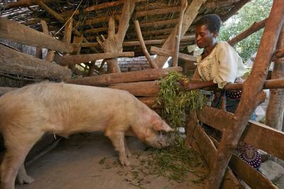 Rhoda and Pig