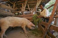 Rhoda and Pig