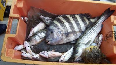 Fish Diversity