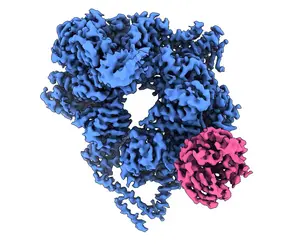 Lis1/dynein video