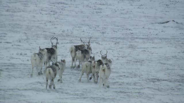Caribou Migrate on Victoria Island, Canada
