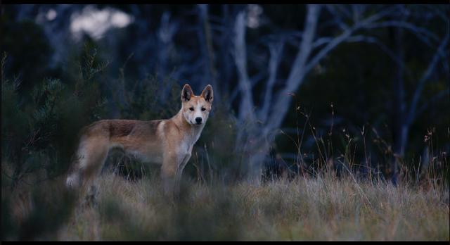 Dingo