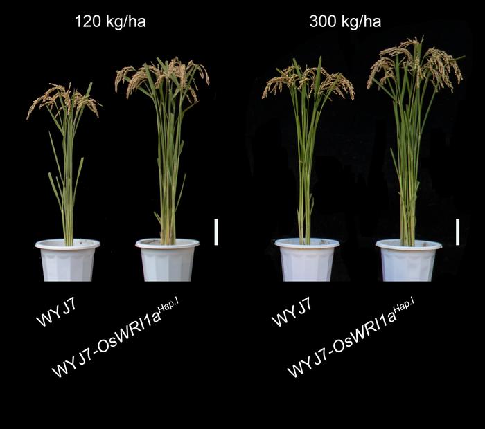 Mature rice
