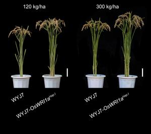 Mature rice
