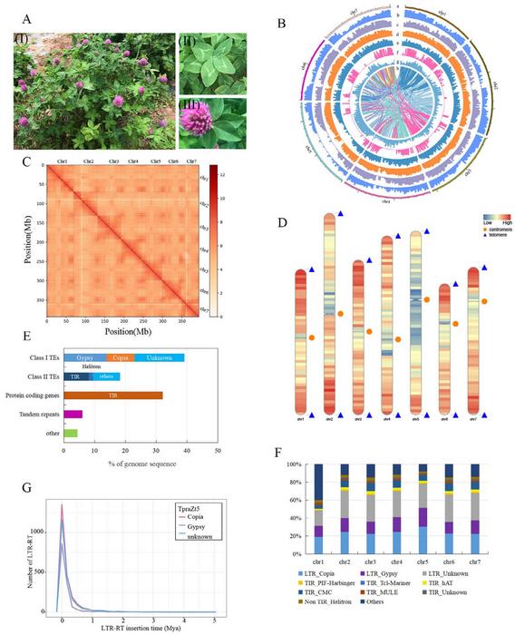 Genome assembly and genomic architecture of ZhongTian No. 5 (TpraZt5).