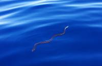 Why are There No sea Snakes in the Atlantic?