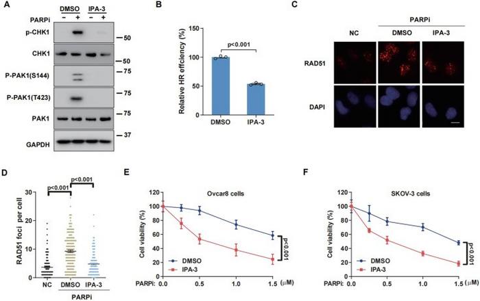 PAK1 inhibition enhances the efficiency of olaparib in ovarian cancer cells