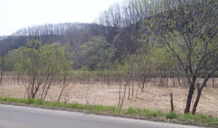 Abandoned Dry Farmland