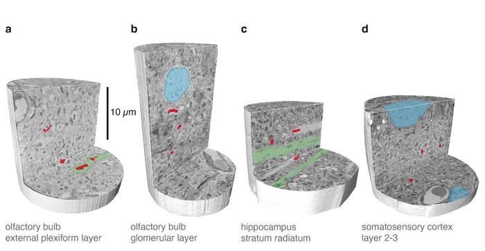 Detecting features inside cells