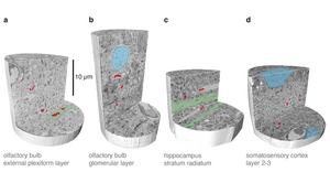 Detecting features inside cells