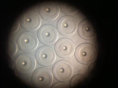 Mahi-Mahi Embryos