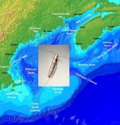 A Planktonic Copepod Crustacean