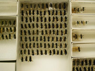 Mason Bees