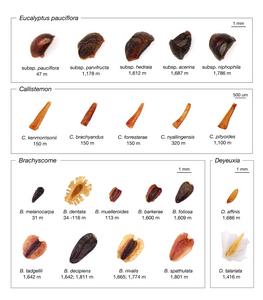 Seeds