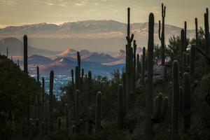 Climate forecasting and mortality