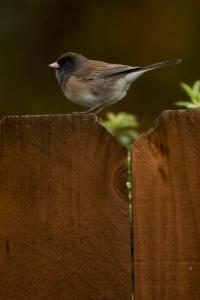 Dark-eyed Junco