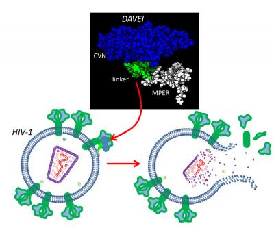 DAVEI Molecule