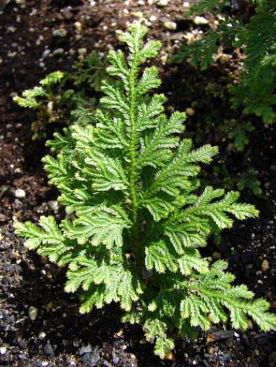 <i>Selaginella moellendorffii</i>