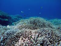 Scott Reef Photographed in 2010.