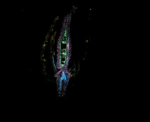 Flower microscopy