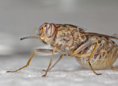 Tsetse Fly Genome Could Help Combat Sleeping Sickness (1 of 15)