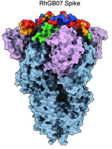 RHGB07 protein spike