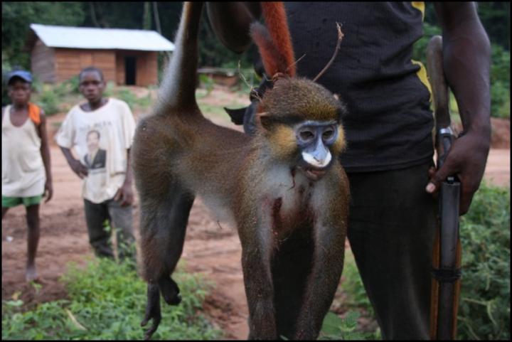 Bushmeat Hunting Drives Biodiversity Declines in Central Africa