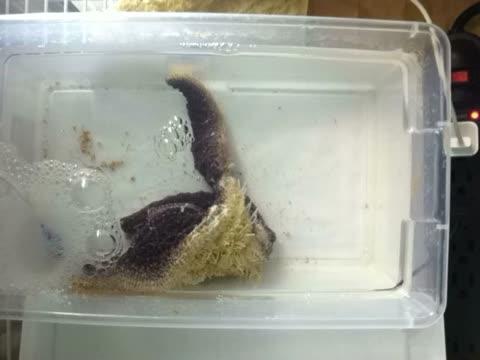 Sea Star with Wasting Disease