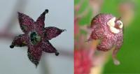 Staminate Flowers
