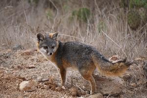 Increased brain size of the dwarf Channel Island fox (Urocyon littoralis) challenges “Island Syndrome” and suggests little evidence of domestication