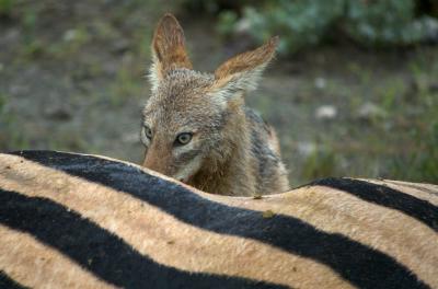 Eye of the Jackal