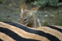 Eye of the Jackal
