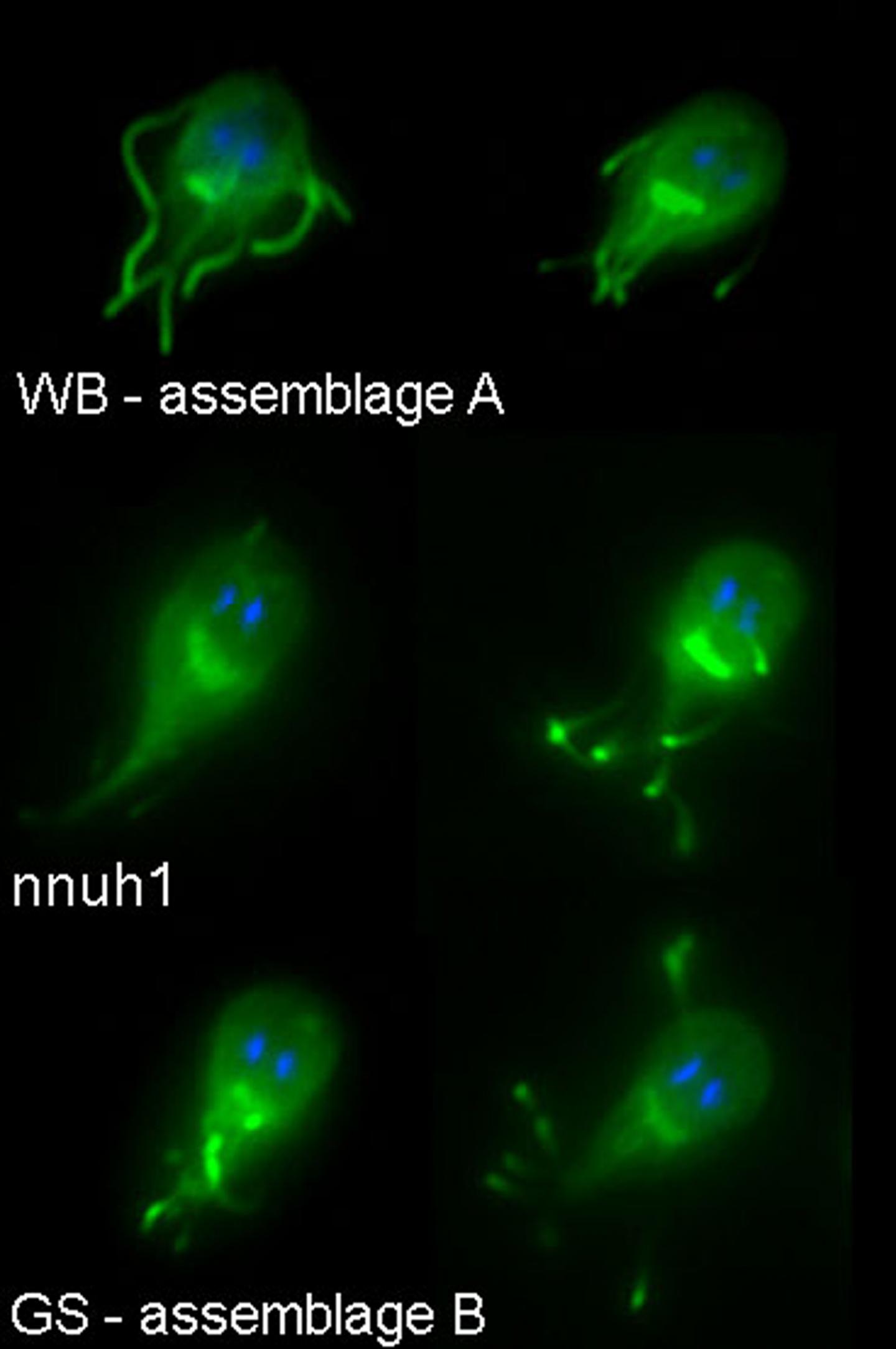 Giardia under the Microscope