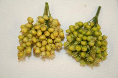 Sorghum Kernel Comparison