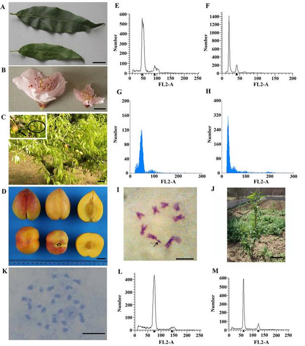 The morphological and cytological traits of '9-D'and its offspring.