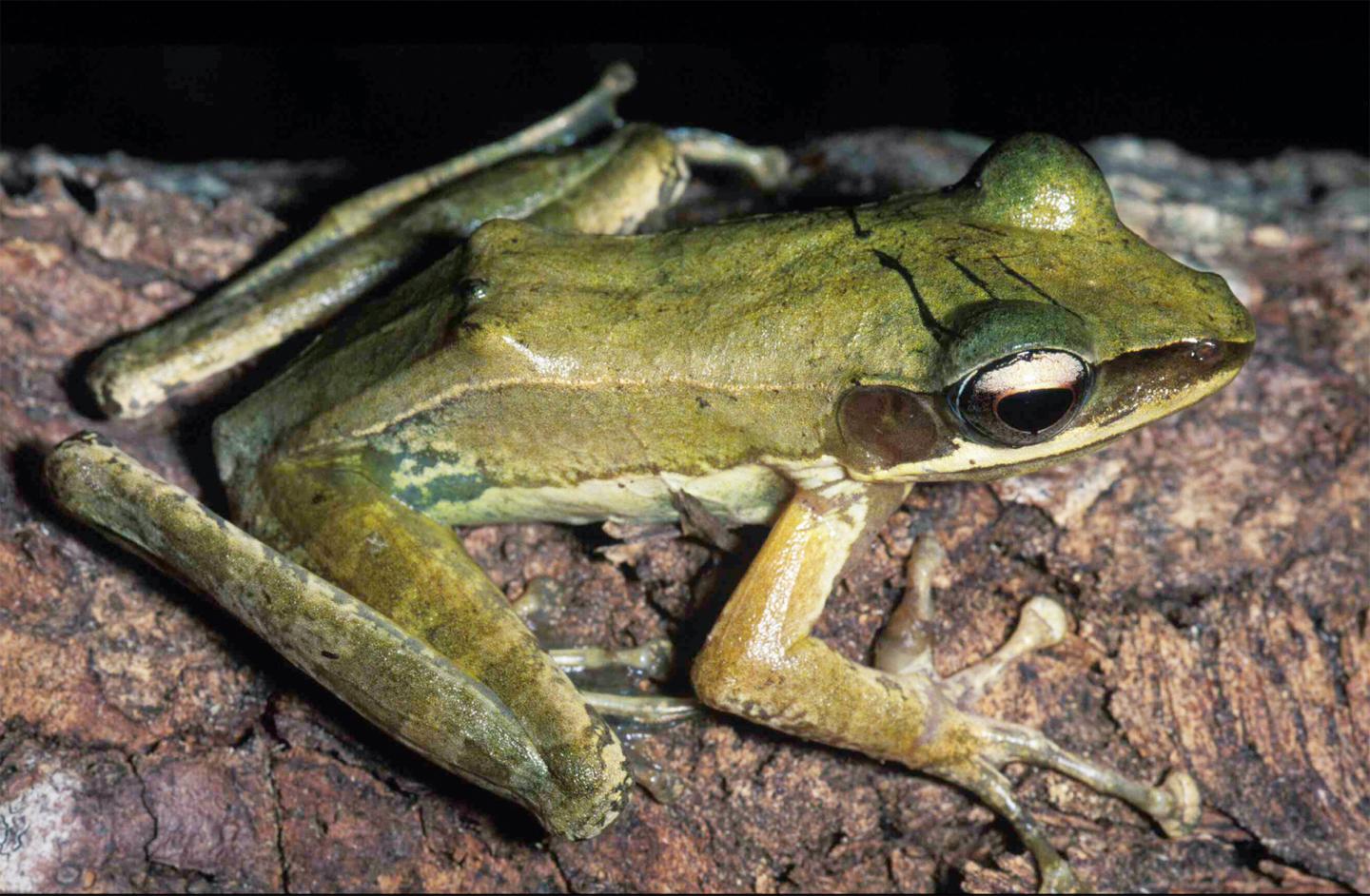 <i>Sanguirana acai</i>