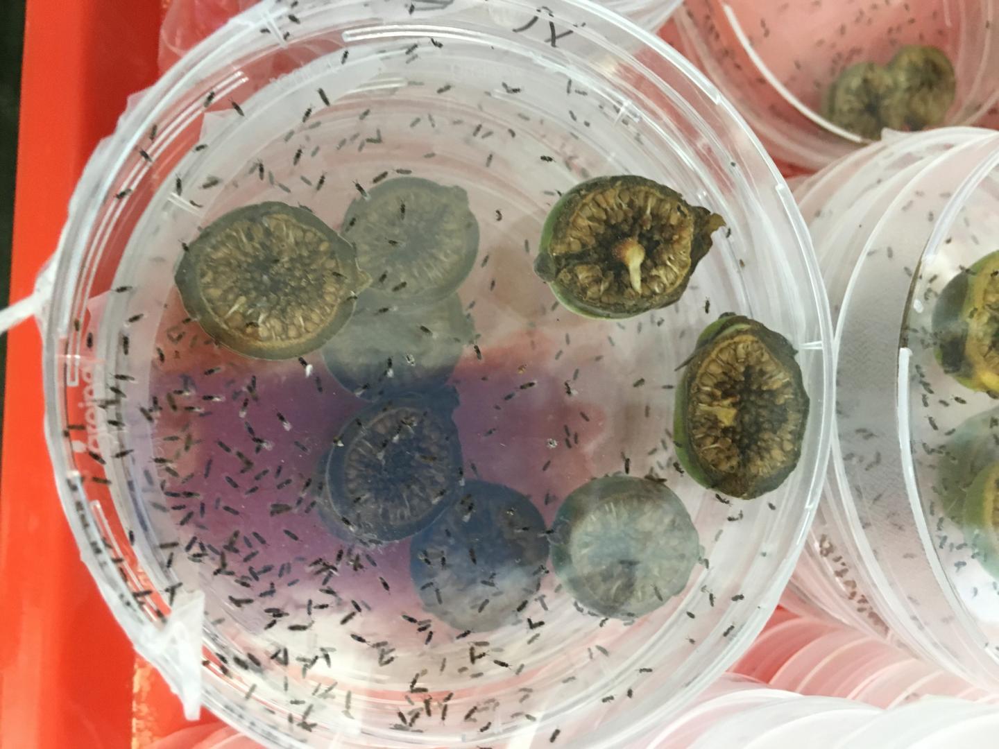 Wasps Emerging from Fig Fruits in Petri Plate