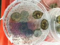 Wasps Emerging from Fig Fruits in Petri Plate