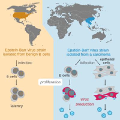 How a Ubiquitous Herpesvirus Sometimes Leads to Cancer
