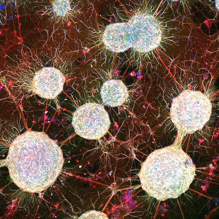 Brain-like cell ensembles in a dish.
