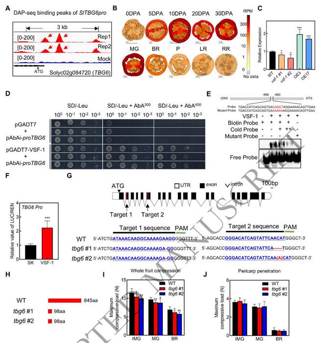 VSF-1 directly activates the transcription of TBG6, and knocking out TBG6 reduces fruit firmness.