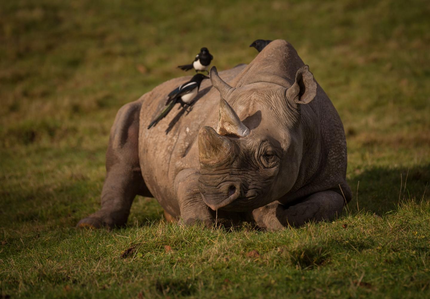 Black Rhino