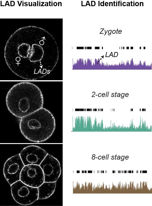 Spatial Genome Organization Appears Shortly after Fertilization