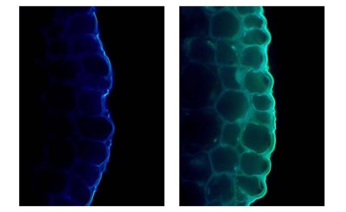 Changes in cell wall fluorescence